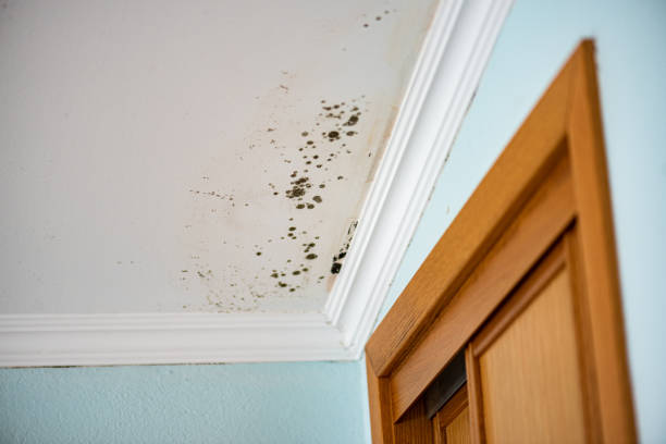 Crawl Space Mold Removal in Duarte, CA