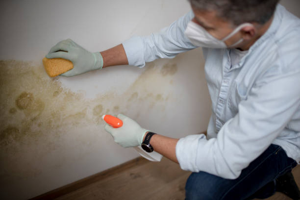 Best Fast Mold Removal  in Duarte, CA