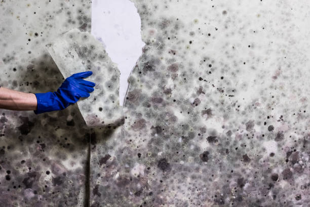 Trusted Duarte, CA Mold Removal Experts