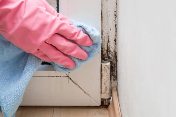 Best Mold Cleaning Services  in Duarte, CA